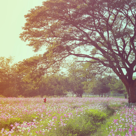 A woman walking in the flowered field with retro filter effectの写真素材