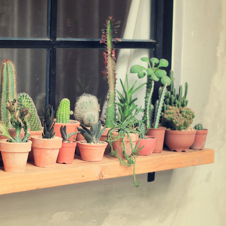 Various of cactus for decorated with retro instagram filter effectの写真素材
