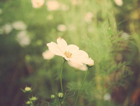 white cosmos flowers with retro filter effectの写真素材