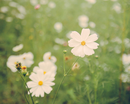 white cosmos flowers in vintage styleの写真素材