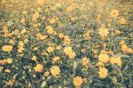 Landscape of beautiful flowered field with retro filter effectの写真素材