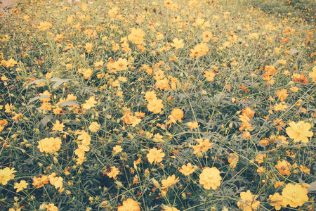 Landscape of beautiful flowered field with retro filter effectの写真素材
