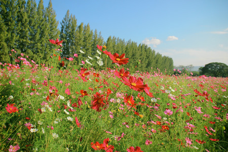 Landscape of beautiful flowered fieldの写真素材