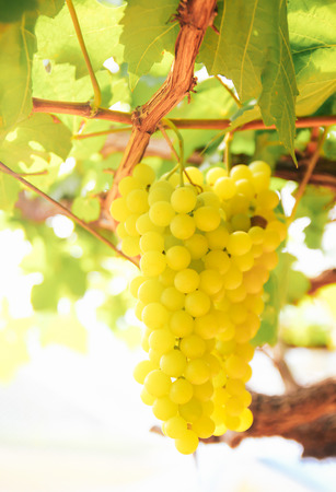 Grape vine in the yard with retro filter effectの写真素材