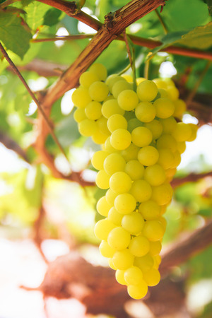 Grape vine in the yard with retro filter effectの写真素材