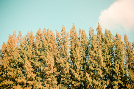 Beautiful pine trees and blue sky with retro filter effectの写真素材