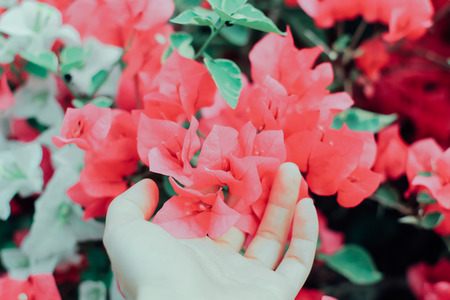 Bush of Bougainvillea flower and hand with retro filter effectの写真素材