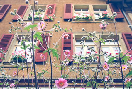 Beautiful blossom flowers in the front yard of house