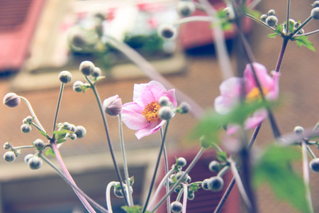 Beautiful blossom flower in the front yard of houseの写真素材