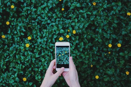 Female hand taking photo of beautiful flowers on green plant with smartphone at the gardenの写真素材