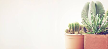 Various of cactus plant pot with white background and copy space with retro filter effect, banner style for textの写真素材