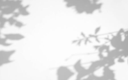 Organic Leaves natural shadow overlay effect on white texture background, for overlay on product presentation, backdrop and mockupの写真素材
