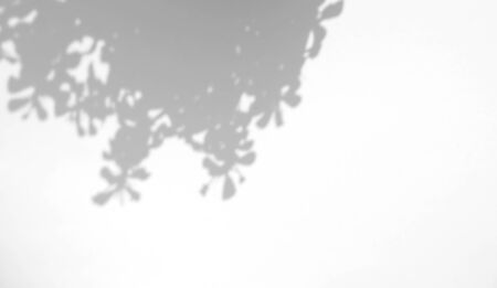 Realistic leaves natural shadow overlay effect on white texture background, for overlay on product...