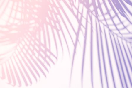 Tropical palm leaves natural shadow overlay on pastel gradient texture background, for overlay on product presentation, backdrop and mockup, summer seasonal concept, minimal trend styleの写真素材