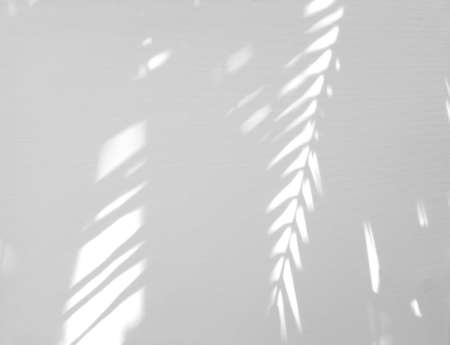 Realistic and organic tropical leaves natural shadow overlay effect on white texture background, for overlay on product presentation, backdrop and mockupの写真素材