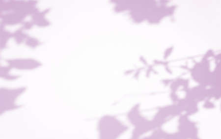 Window natural shadow overlay on pink texture background, for overlay on product presentation, backdrop and mockup, abstract nature shadow patternの写真素材