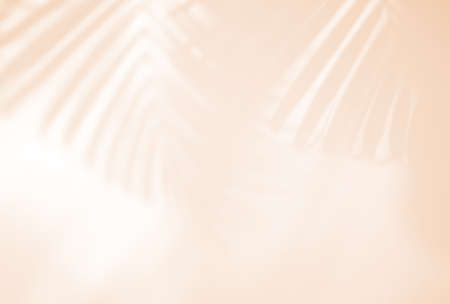 Realistic and organic tropical leaves natural shadow overlay effect on white texture background, for overlay on product presentation, backdrop and mockup, minimal summer conceptの写真素材