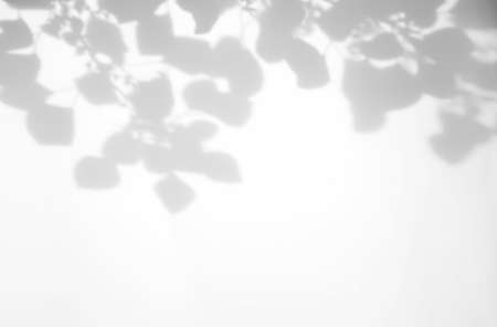 Realistic and organic leaves natural frame shadow overlay effect on white texture background, for overlay on product presentation, backdrop and mockupの写真素材