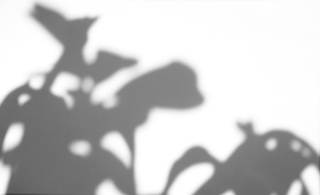 Realistic leaves natural shadow overlay on white texture background, for overlay on product presentation, backdrop and mockupの写真素材