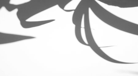 Realistic leaves natural shadow overlay on white texture background, for overlay on product...