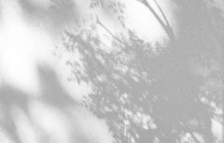 Leaves natural shadow overlay on white texture background, for overlay on product presentation, backdrop and mockup, summer seasonal conceptの写真素材