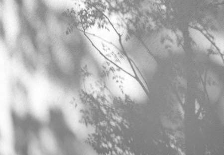 Leaves natural shadow overlay on white texture background, for overlay on product presentation, backdrop and mockup, summer seasonal conceptの写真素材