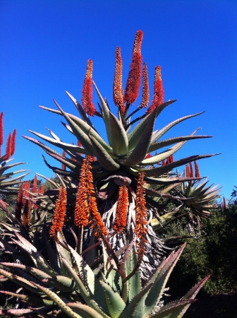 Aloe in full bloom with blue skye background.の素材