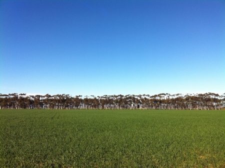A long row of Blue-gum trees lining the farmlandsの素材