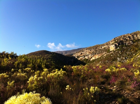 Stunning mountain side covered in an array of wild flowers of every colour. Clear blue skies  over head.の素材