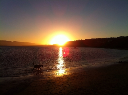 Dog in the water with sunrise  の素材