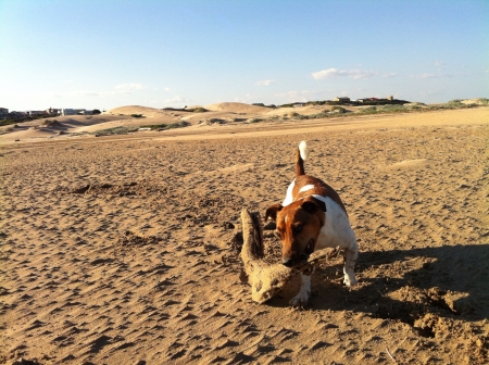 Dog playing with a stick on the beach.の素材