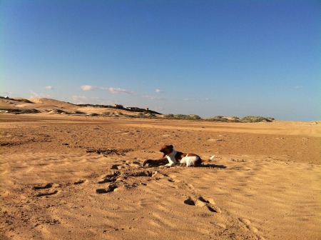 Jack Russell taking a moment to catch his breath whilst playing with a stick on the beachの素材