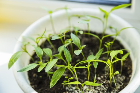 Seedling plant tomato. Macro of seedlings in potの写真素材