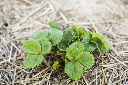 Bush of strawberries in spring. Close-up viewの写真素材