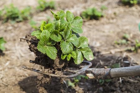 Strawberry bush on the old pitchfork in the gardenの写真素材