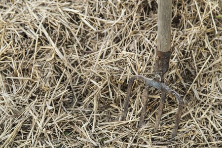 Old farmer's Pitchfork on farm hay in the gardenの写真素材