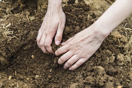 Woman hands digging ground in spring in gardenの写真素材