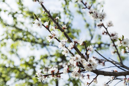 Spring apricot blossom in nature, garden, springの写真素材