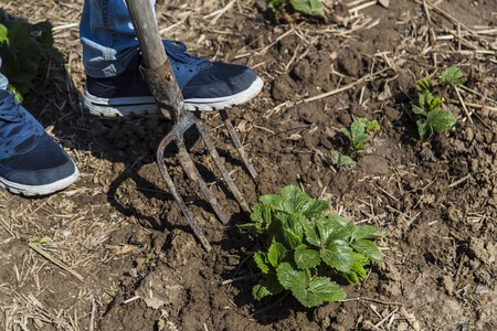 Digging spring soil with pitchfork in gardenの写真素材