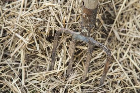 Old farmer's Pitchfork on farm hay in the gardenの写真素材