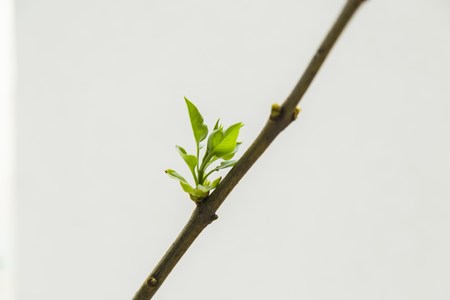 Soft focus spring texture of tree branches with first new leaves on itの写真素材