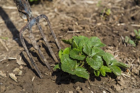 Pitchfork near strawberry bush in early spring