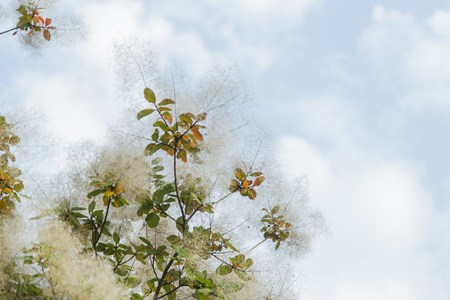 Green flower tree Cotinus coggygria, Smoketree bloom