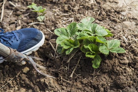 Digging spring soil with pitchfork in garden