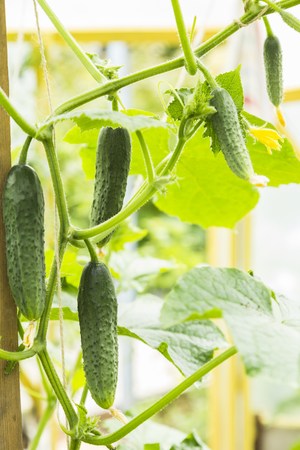 Small cucumber plant with flowersの写真素材