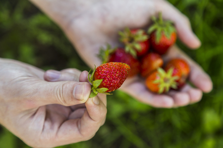 Closeup of male hands holding strawberries on green grass backgroundの写真素材