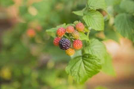 group of blackberries in the tree, garden, summer timeの写真素材