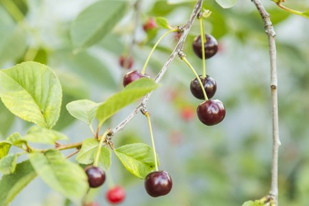 Cherries hanging on a cherry tree branch, summer time