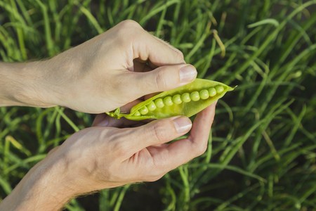 Mens hands hold one pea pod and cracking it in garden, summer timeの写真素材
