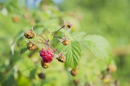 close-up view of the raspberry in the fruit garden